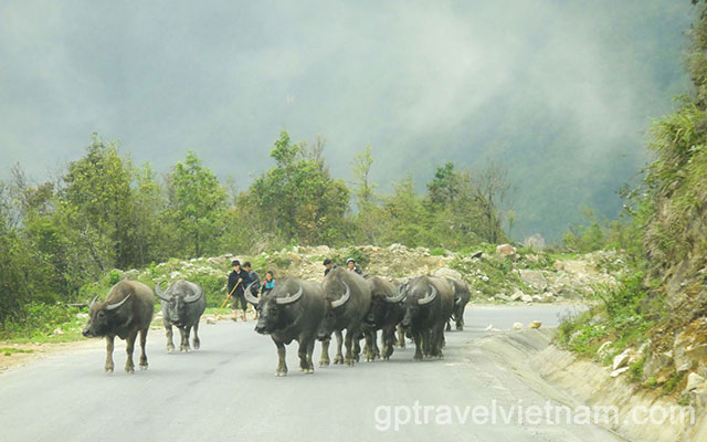 VTRE10: Fabulous Northern Vietnam (Easy Trekking) – 11 days