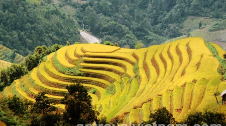  Mu Cang Chai, Land of the Most Beautiful Terraced Rice Fields in Vietnam in 3 Days
