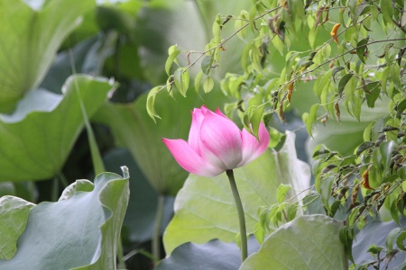 Villages artisanaux:  poterie de Bat Trang, estampe de Dong Ho et la Pagode de But Thap