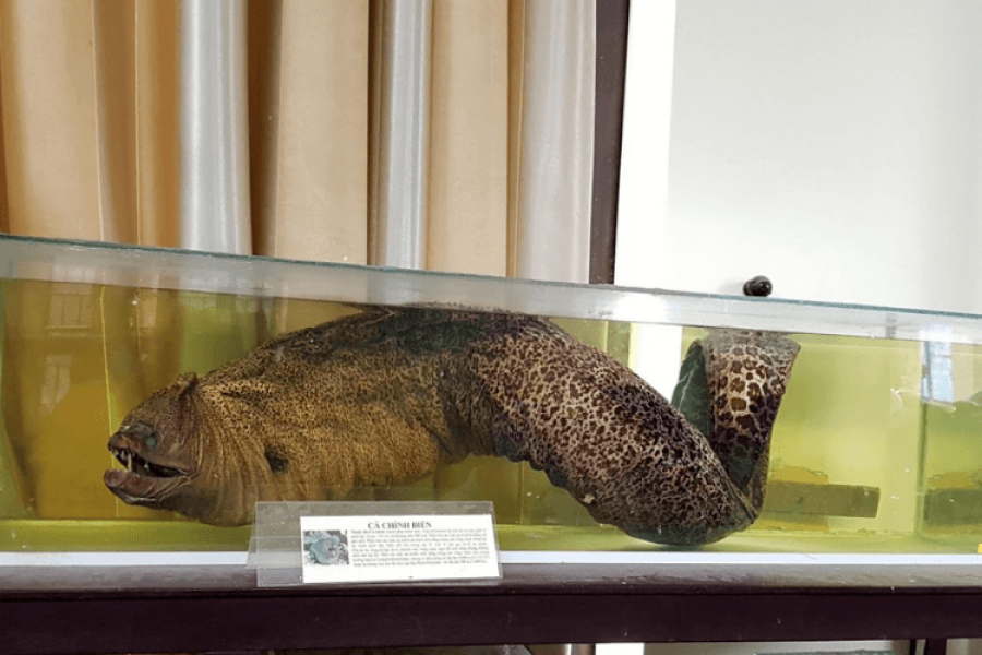  Plongée en apnée en les îles Cham (circuit en groupe) - 01 Jour