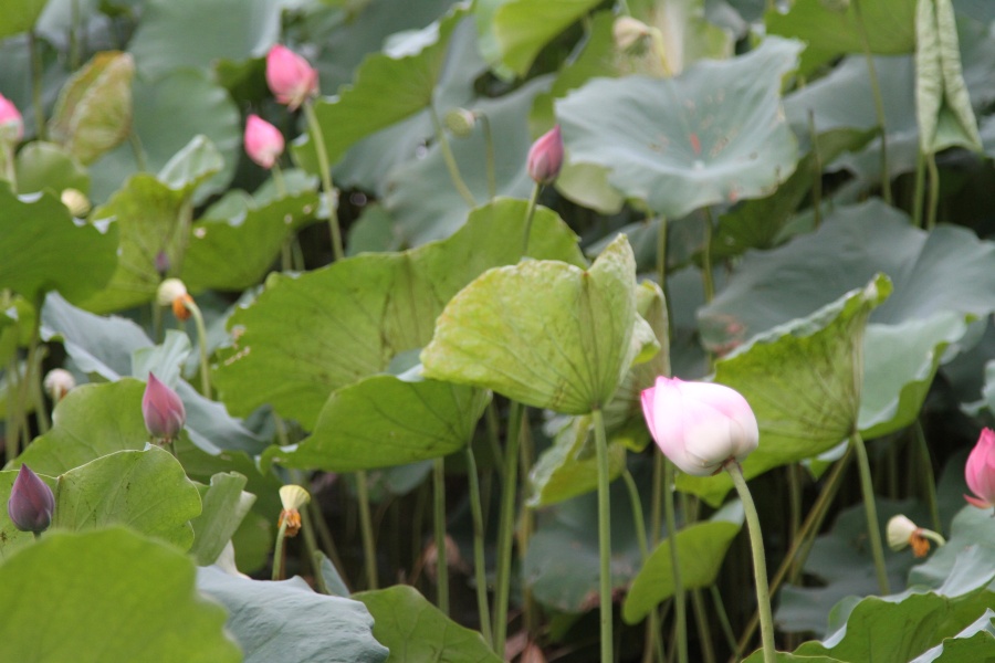 De la Baie de Lan Ha aux Pays des ethnies Muong, Thais blanc - 6 jours