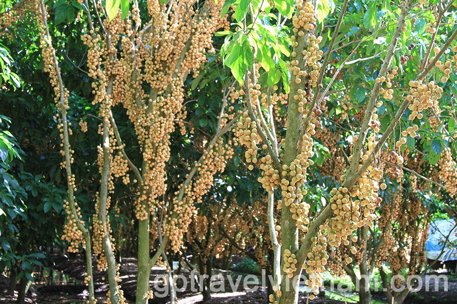 Can Tho: Floating Market and Biking Tour in Phong Dien