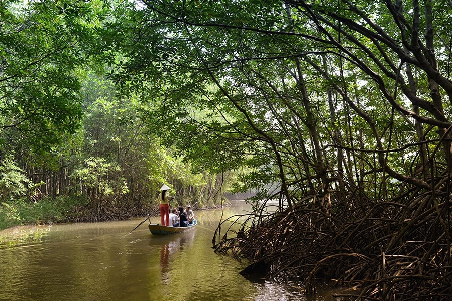 Forêt de mangrove de Can Gio