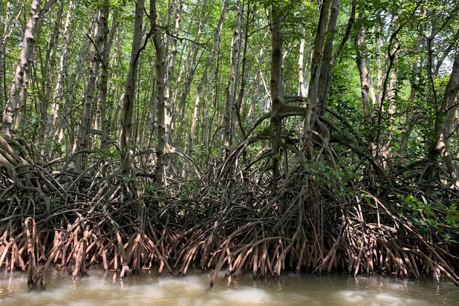 Forêt de mangrove de Can Gio