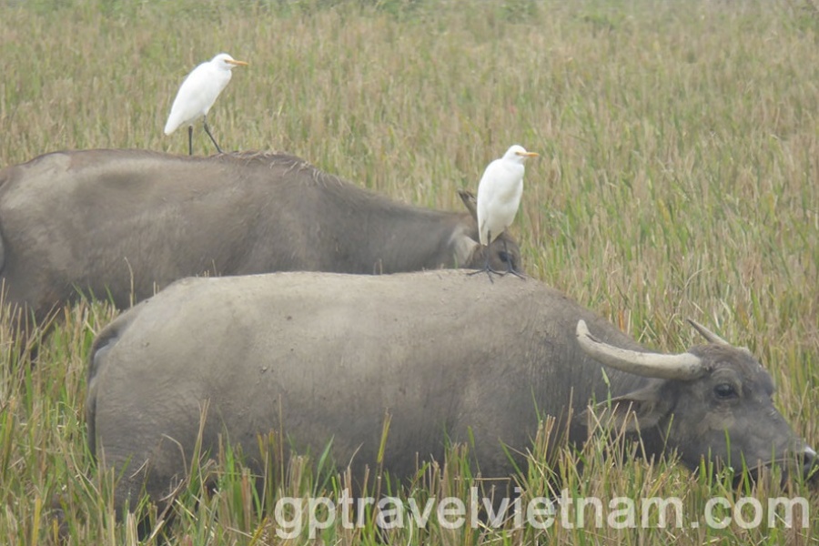 Baie d’Halong Terrestre: Hoa Lu, Trang An et Hang Mua
