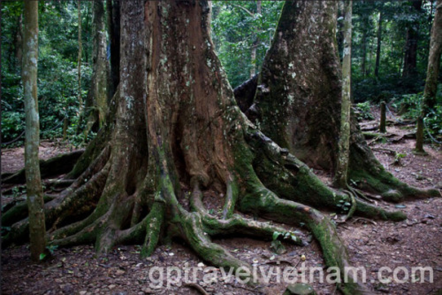 Discover Cuc Phuong National Park