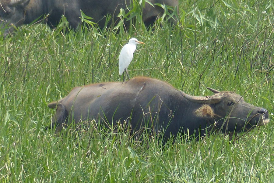 Phat Diem Cathedral and Local Life in Ninh Binh