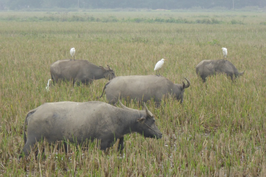 Mua Cave, Bird Valley, and a serene sampan excursion at Linh Coc.