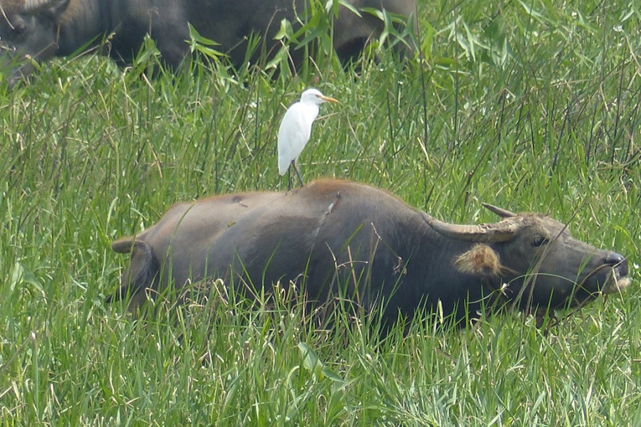 Réserve naturelle de Van Long et sa Campagne authentique 