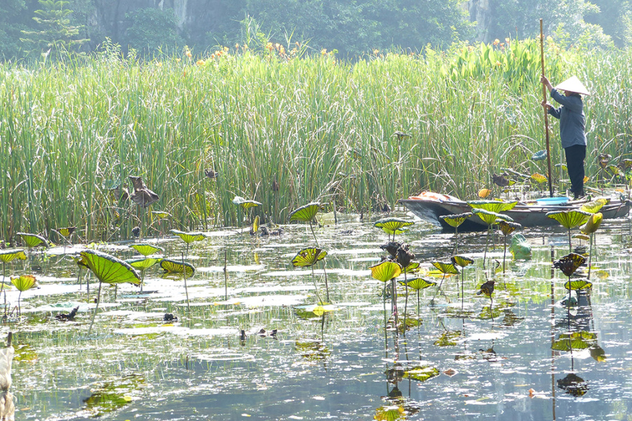 Van Long Natural Reserve and its Authentic Countryside