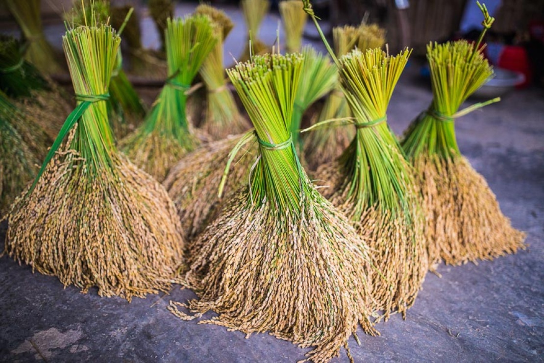 Ha-Giang-rice-fields