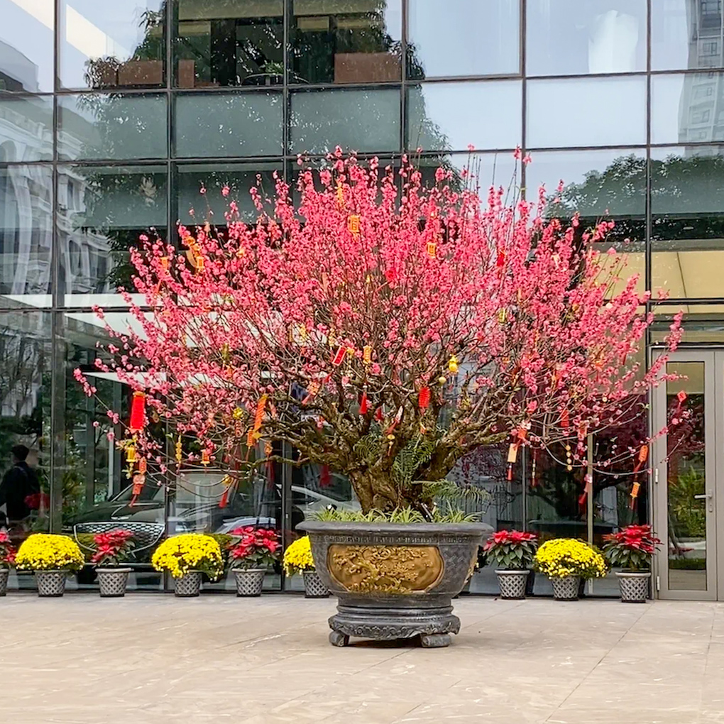 Peach blossom